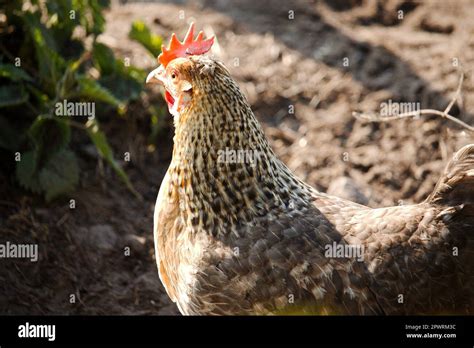 Dominique Chickens; The Pilgrim Fowl .